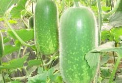 陈妮妮现在免费吃瓜,揭秘娱乐圈幕后故事