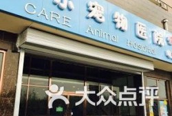 保定宠物店爆料视频大全,揭露行业黑幕与温馨瞬间