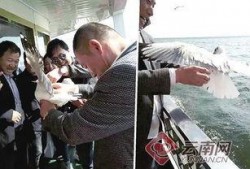 大理游客爆料最新消息新闻,最新旅游体验与奇遇记