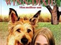 灵犬莱西在线观看,忠诚守护，在线重温经典犬类传奇